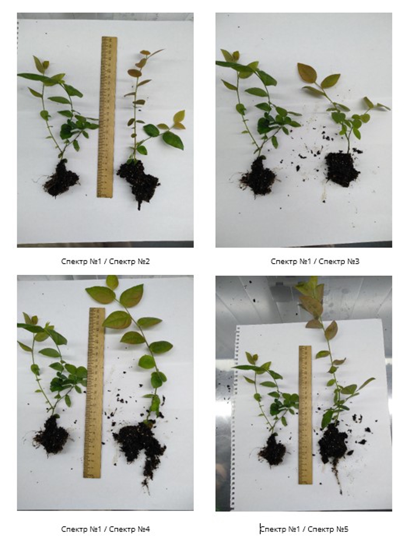 Спектр излучения и рассада голубики