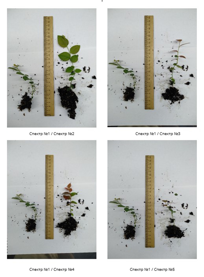 Спектр излучения и рассада голубики