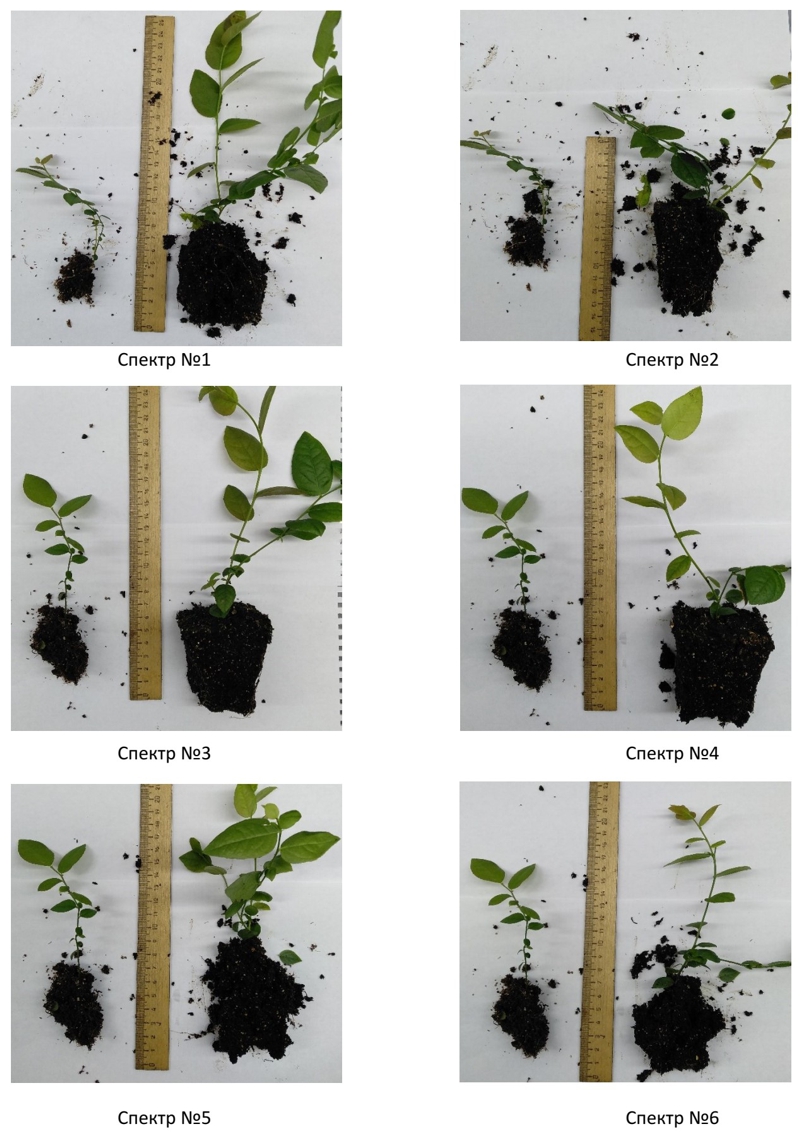 Спектр излучения и рассада голубики