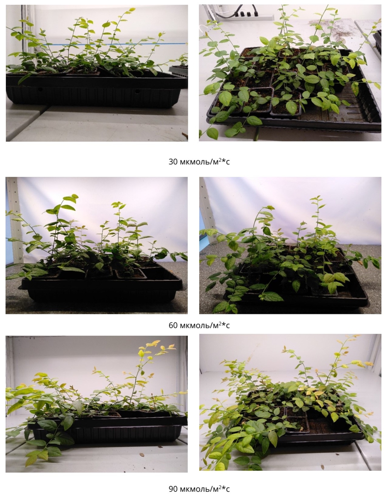 Спектр излучения и рассада голубики