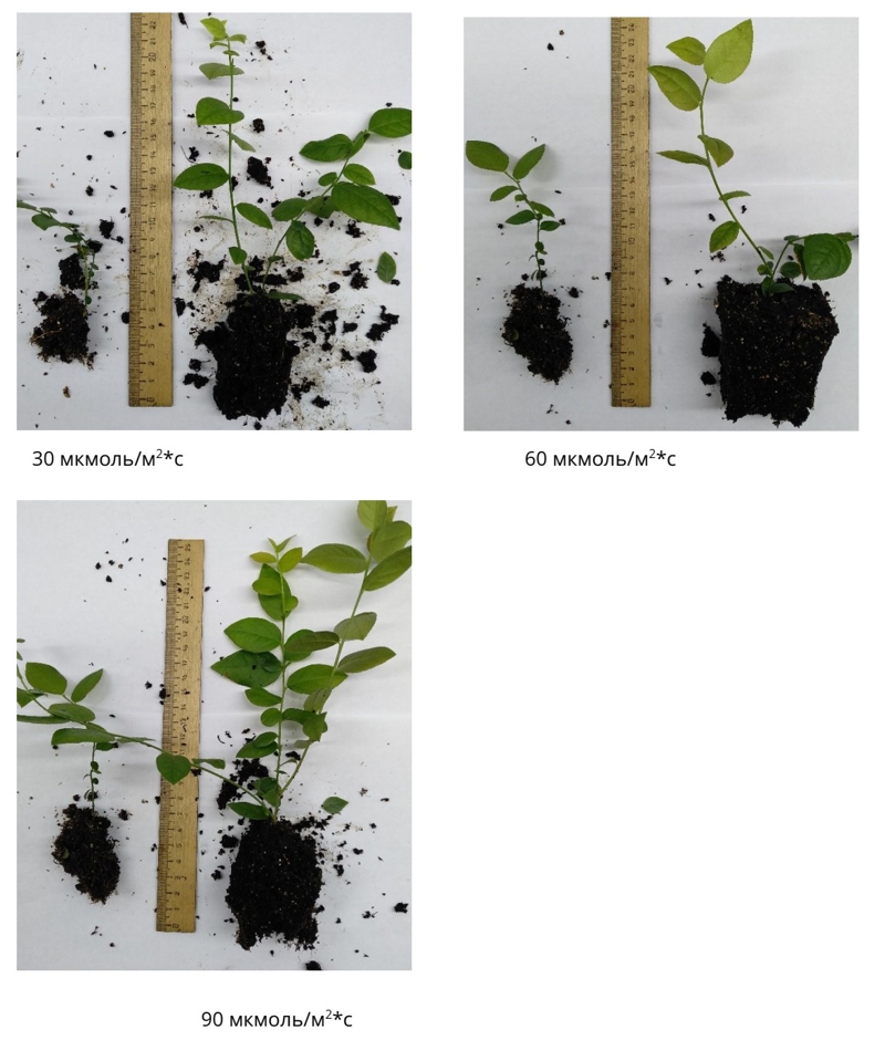 Спектр излучения и рассада голубики
