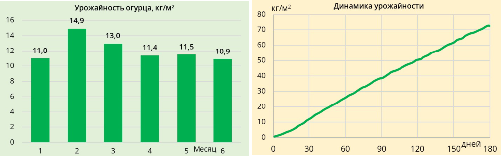 Энергоёмкость огурцов сорта Мева