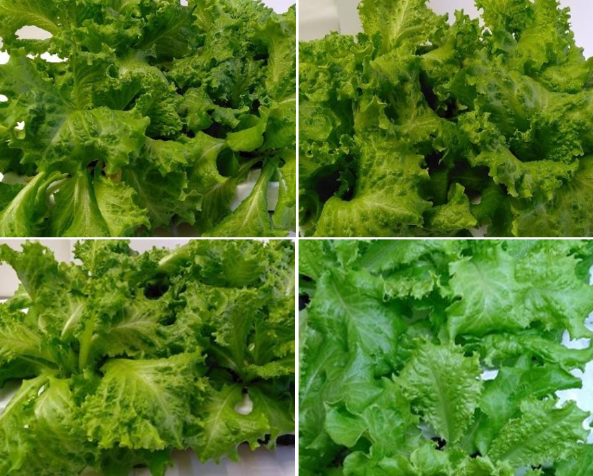 Влияние спектра излучения на салат